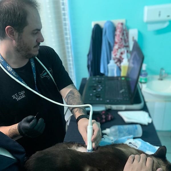 Citologia guiada por ultrassom em cachorro