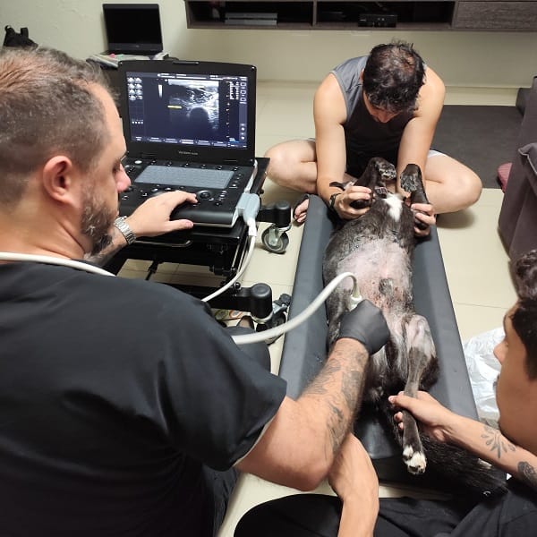 Ultrassom Articular Pet