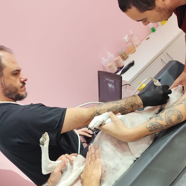 Ultrassonografia Cervical em Cachorro